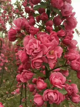 ✨媳婦⭐求🌙帶走✨主播照片