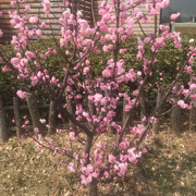 蒙牛牌大果粒海报