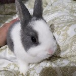 小鸟飞快飞