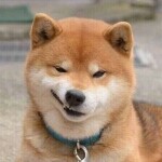 土突兔
