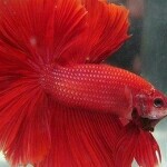🌺婷宝贝✨