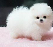 mali一丢丢