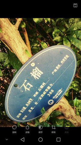 石榴爱唱歌。主播照片