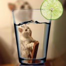 猫多利亚女王