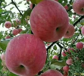 敏er♡“”主播照片