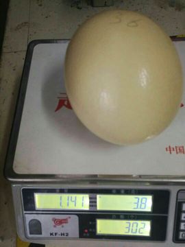 神☞貔貅☜主播照片