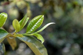 白眼猪😌漠漠陪伴主播照片