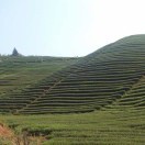 黄龙坑岩茶厂