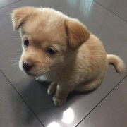呀啊啊啊呀