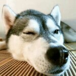 吃瓜小猫驴
