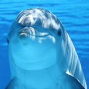❥＂ℋom℮｜小海豚