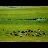 风吹草低6
