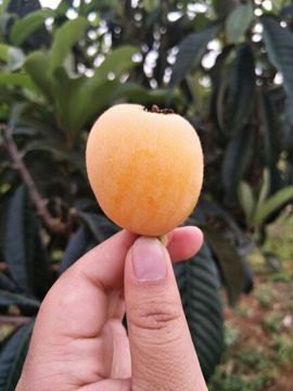 再见只是主播照片