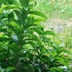 青草！！