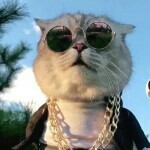 有啥好看，不就是猫嘛