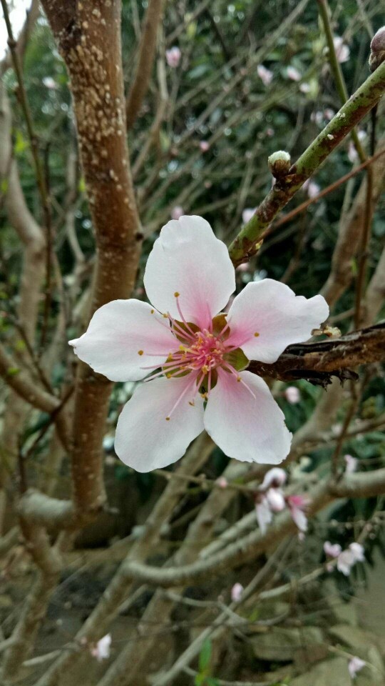 ✨零贞✨的主播照片