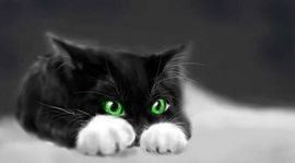 ❤猫咪❤落幕🍂❤主播照片