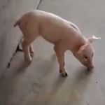 霸哥丶丶丶