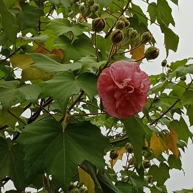 果果(平安好运)的图片