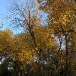 ☀一缕阳光🍂的头像