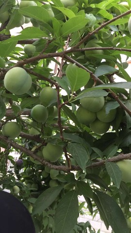 ✨漫游✨主播照片