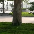 将军rxi海报