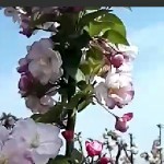 卿雪🌺海报