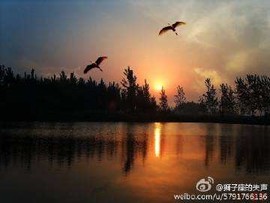 黑冠山雀主播照片