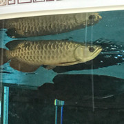 金龙大王，海报