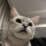 纯心存心海报