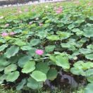 大厨0p海报