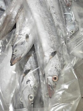 海之礼水产主播照片