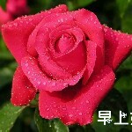 春暖花开*11