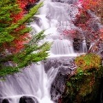《毒狼》海报