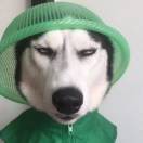 谭文h