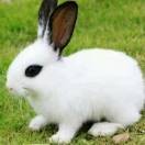 🐇人生如梦🐇