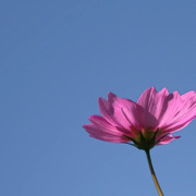 老坛酸菜面泡面海报