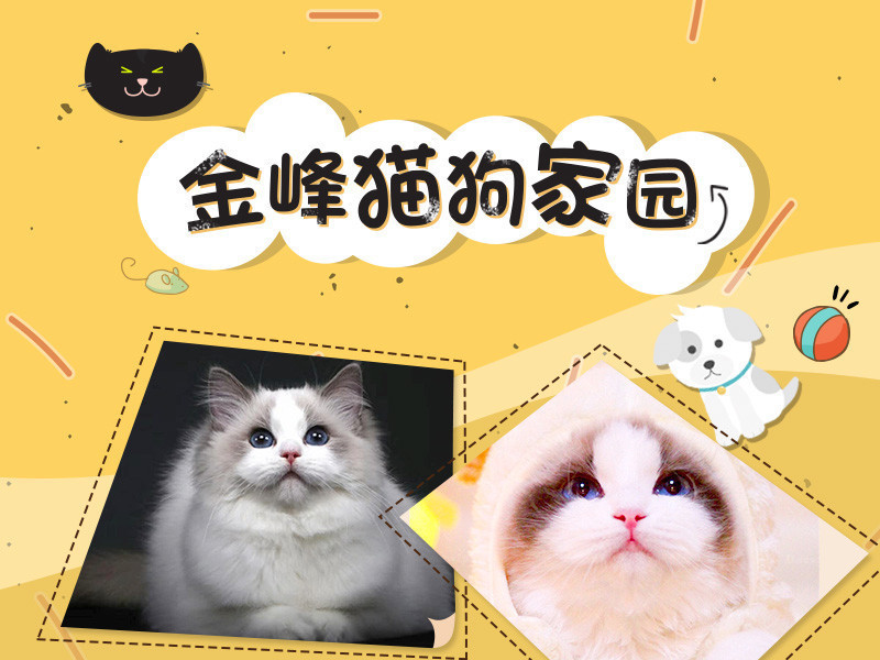 金峰猫狗家园的主播海报