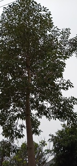 ♬默默✨小蛮宝☞🌜主播照片