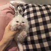塑料姐妹吖