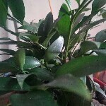 yongan祝福