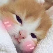 截胡哥的头像