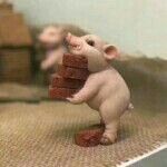 🐷婉玲