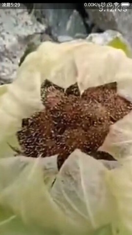 狼王风采主播照片