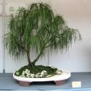 王东0sl海报