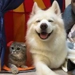 游客hfsscg海报