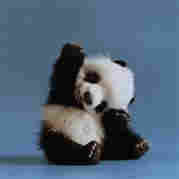 傻醋溜族