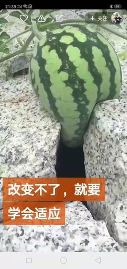 树梢上的猪在叫啊呜主播照片