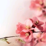 任性的小火柴主播照片