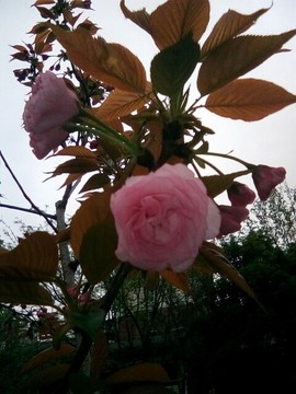 梦💞洁主播照片